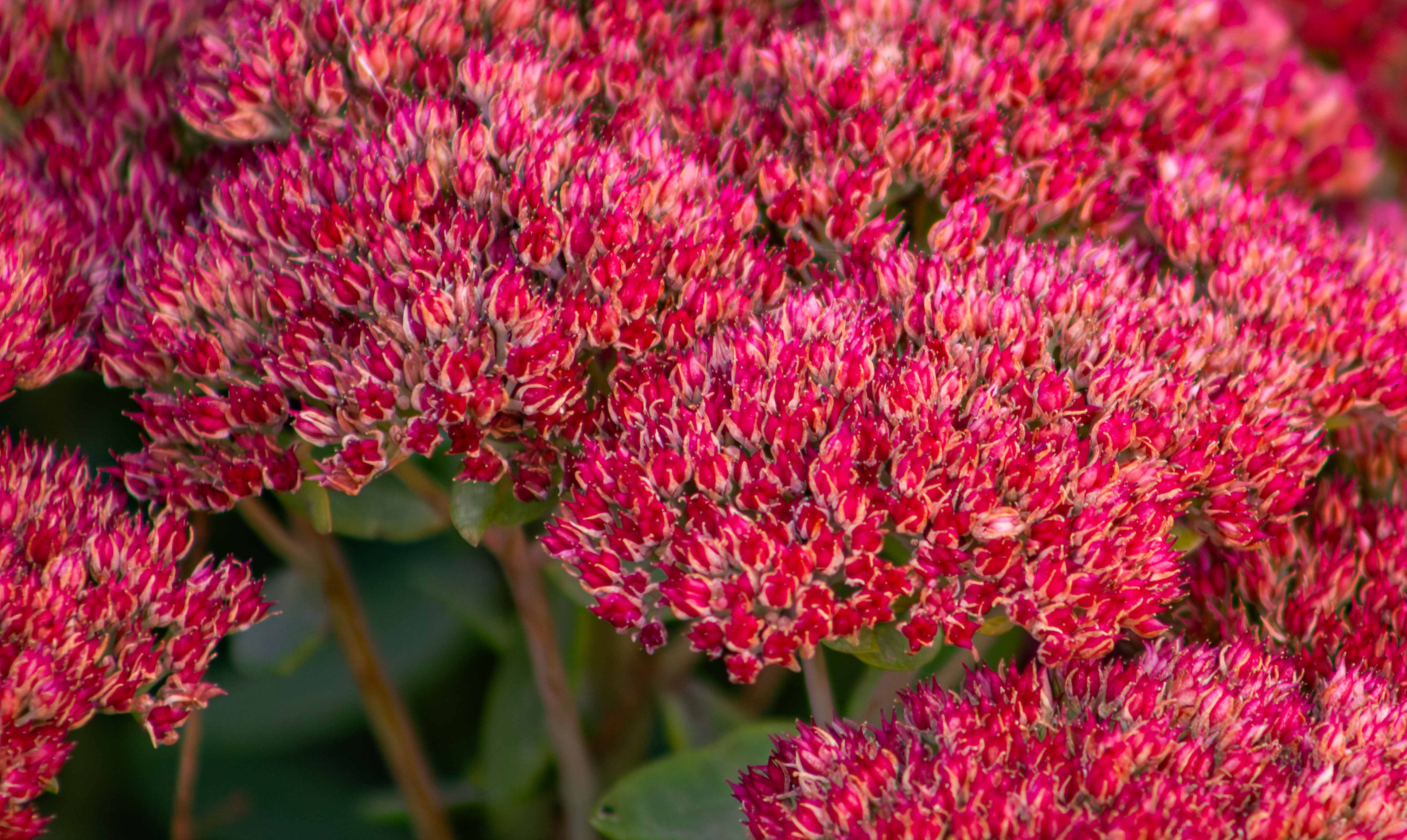 繁花